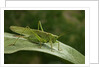 Tettigonia viridissima (great green bush-cricket) - female by Anonymous