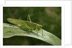 Tettigonia viridissima (great green bush-cricket) - female by Anonymous