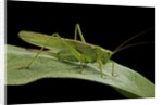 Tettigonia viridissima (great green bush-cricket) - female by Anonymous