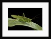 Tettigonia viridissima (great green bush-cricket) - female by Anonymous