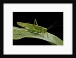 Tettigonia viridissima (great green bush-cricket) - female by Anonymous