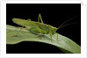 Tettigonia viridissima (great green bush-cricket) - female by Anonymous