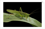Tettigonia viridissima (great green bush-cricket) - female by Anonymous