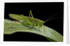 Tettigonia viridissima (great green bush-cricket) - female by Anonymous