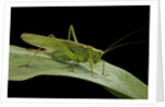 Tettigonia viridissima (great green bush-cricket) - female by Anonymous