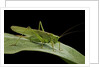 Tettigonia viridissima (great green bush-cricket) - female by Anonymous