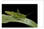 Tettigonia viridissima (great green bush-cricket) - female by Anonymous