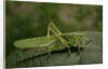 Tettigonia viridissima (great green bush-cricket) - female by Anonymous