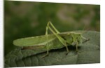 Tettigonia viridissima (great green bush-cricket) - female by Anonymous