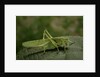 Tettigonia viridissima (great green bush-cricket) - female by Anonymous