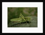 Tettigonia viridissima (great green bush-cricket) - female by Anonymous
