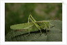 Tettigonia viridissima (great green bush-cricket) - female by Anonymous