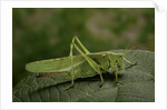 Tettigonia viridissima (great green bush-cricket) - female by Anonymous
