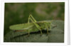 Tettigonia viridissima (great green bush-cricket) - female by Anonymous