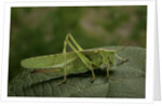 Tettigonia viridissima (great green bush-cricket) - female by Anonymous