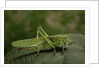 Tettigonia viridissima (great green bush-cricket) - female by Anonymous