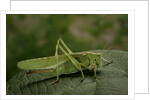 Tettigonia viridissima (great green bush-cricket) - female by Anonymous