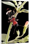 Thanasimus formicarius (ant beetle, european red-bellied clerid) by Anonymous