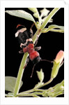 Thanasimus formicarius (ant beetle, european red-bellied clerid) by Anonymous