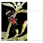 Thanasimus formicarius (ant beetle, european red-bellied clerid) by Anonymous