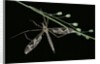 Tipula maxima (crane fly) by Anonymous