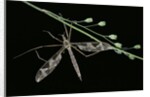 Tipula maxima (crane fly) by Anonymous