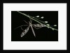 Tipula maxima (crane fly) by Anonymous