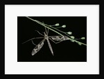 Tipula maxima (crane fly) by Anonymous
