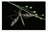 Tipula maxima (crane fly) by Anonymous