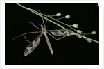 Tipula maxima (crane fly) by Anonymous
