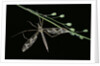 Tipula maxima (crane fly) by Anonymous