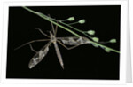 Tipula maxima (crane fly) by Anonymous