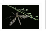 Tipula maxima (crane fly) by Anonymous