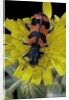 Trichodes alvearius (soldierbeetle, checkered beetle) by Anonymous
