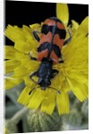 Trichodes alvearius (soldierbeetle, checkered beetle) by Anonymous