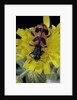 Trichodes alvearius (soldierbeetle, checkered beetle) by Anonymous