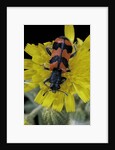 Trichodes alvearius (soldierbeetle, checkered beetle) by Anonymous