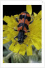 Trichodes alvearius (soldierbeetle, checkered beetle) by Anonymous