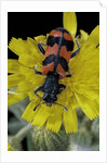 Trichodes alvearius (soldierbeetle, checkered beetle) by Anonymous