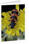 Trichodes alvearius (soldierbeetle, checkered beetle) by Anonymous