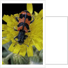 Trichodes alvearius (soldierbeetle, checkered beetle) by Anonymous