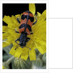 Trichodes alvearius (soldierbeetle, checkered beetle) by Anonymous