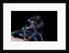 Trypocopris pyrenaeus (earth-boring dung beetle) by Anonymous
