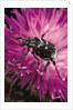 Valgus hemipterus (flower beetle) by Anonymous