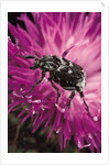 Valgus hemipterus (flower beetle) by Anonymous