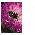 Valgus hemipterus (flower beetle) by Anonymous