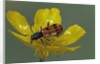Trichodes octopunctatus (checkered beetle) by Anonymous