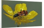 Trichodes octopunctatus (checkered beetle) by Anonymous