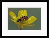 Trichodes octopunctatus (checkered beetle) by Anonymous