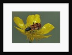 Trichodes octopunctatus (checkered beetle) by Anonymous